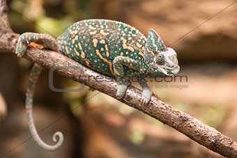 A veiled chameleon lizard