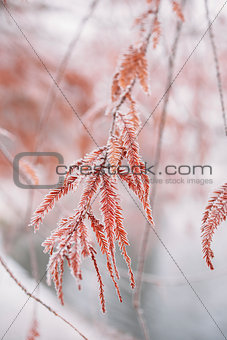 Snow-covered frozen  branches
