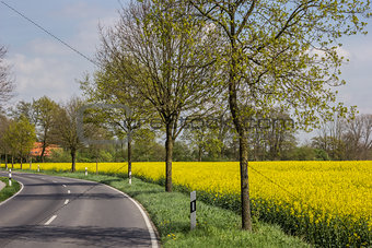 Road along a rapeseed field
