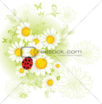Chamomil floral background