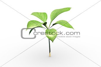 Little green seedling with leaves growing