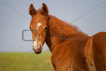 Portrait of funny sorrel foal