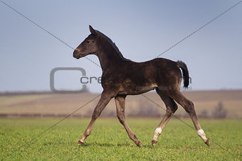 Black foal