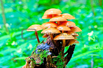 bunch of toadstools growing on a stump in the forest