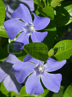 Periwinkle - close-up