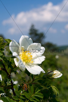 White wild rose