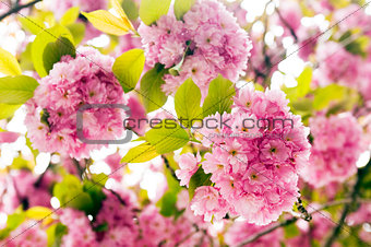 Pink flowers of tree in spring