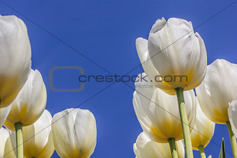 White tulips against a blue sky