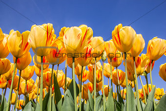 Red and yellow tulips against a blue sky
