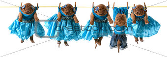 dogs on a clothesline