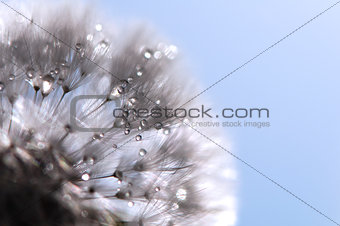 Dandelion with water drops