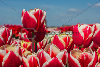 Field of red white tulips
