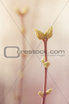 first spring buds on lilac bush