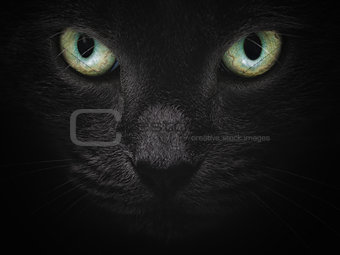 close up portrait of serious british shorhair cat