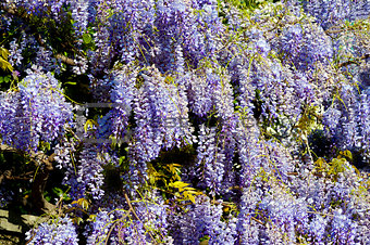 wisteria plant during spring