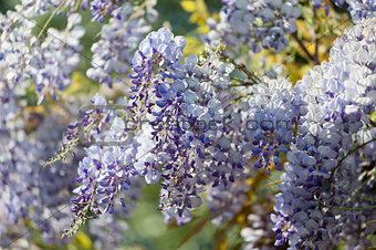 wisteria plant during spring