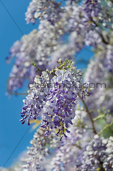 wisteria plant during spring