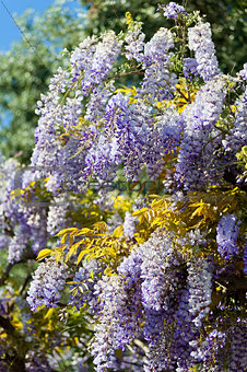 wisteria plant during spring