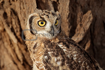 Spotted eagle-owl