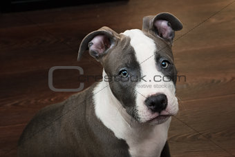 White and Grey Pitbull sitting on brown floor