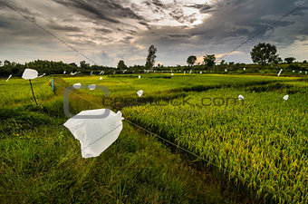 Rice field