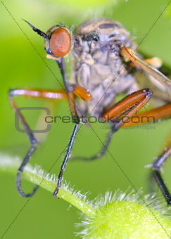 Robber fly insect