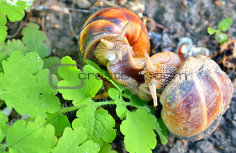 love snails