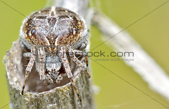 Cross spider (Araneus diadematus)