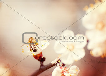 textured old paper background, bee collects honey on a flower