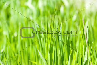 Fresh green grass in sunshine(Shallow Dof)