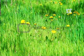 Field of spring flowers and perfect sunny day