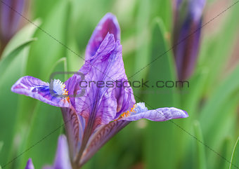 blue irises blossoming in a garden