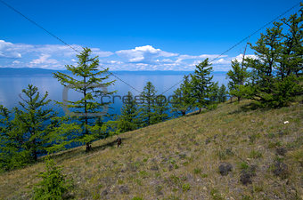 Trees on the hillside against the backdrop of Lake Baikal. Siberia, Russia.