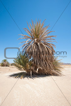 Date palm tree in desert landscape