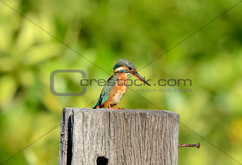 female common kingfisher