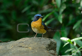 male hill blue flycatcher
