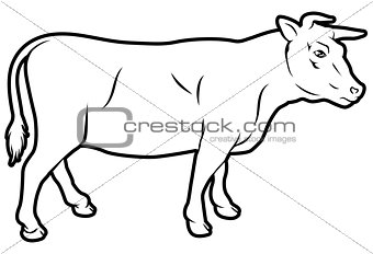 Beef cow illustration