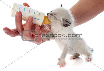 feeding siamese kitten