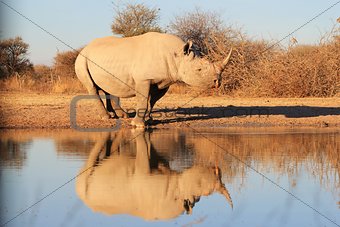 Black Rhino - Wildlife Background from Africa