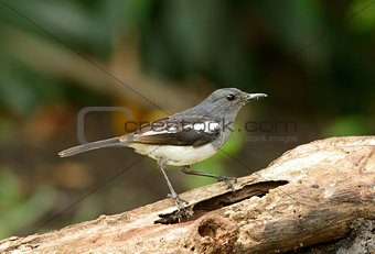 female oriental magpie-robin