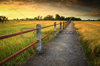  Cornfield