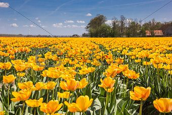 Field of orange and yellow tulips and a farm