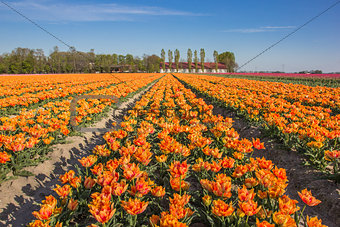 Field of  yellow tulips and a farm