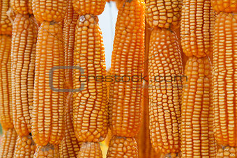 Dried sweet yellow corn