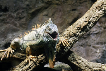 Iguana On Tree