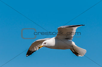 Ring-billed Seagull