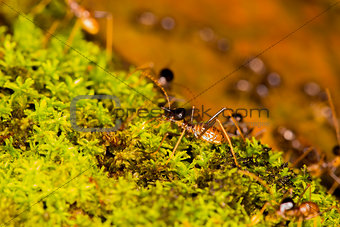 termites on green moss 