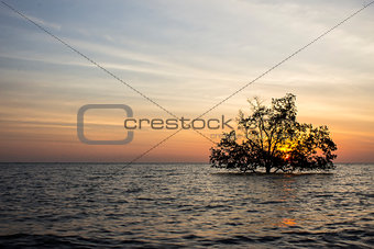 Tree in sea