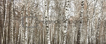 Closeup of a birch trees in summer