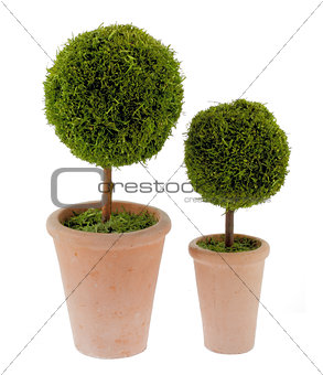 Ornamental plants